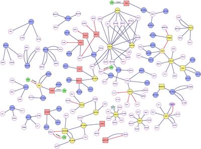 The Relationship Between the Network of Non-coding RNAs-Molecular Targets and N6-Methyladenosine Modification in Colorectal Cancer